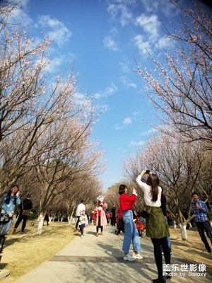 【春的畅想】+冬去春又来，梅花朵朵开