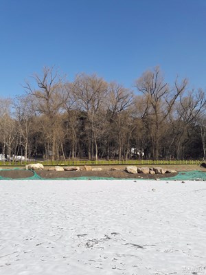 【春的畅想】+冬末初春的公园