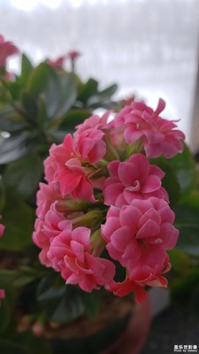 【春的畅想】+花卉随手拍