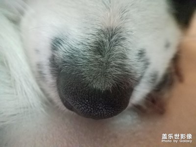 狗鼻子