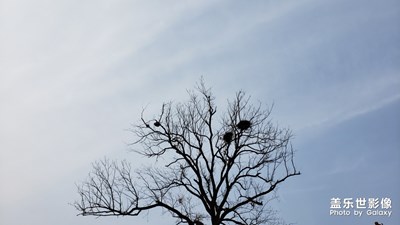 年味-烧香许愿