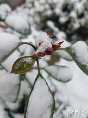 又见瑞雪