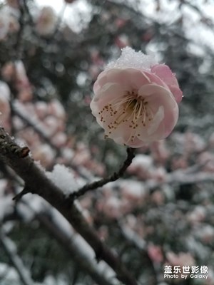 雪中没花