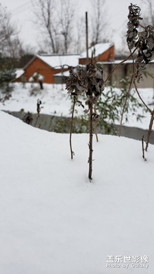 老家的雪