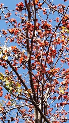 上班第一天，攀枝花开满枝头