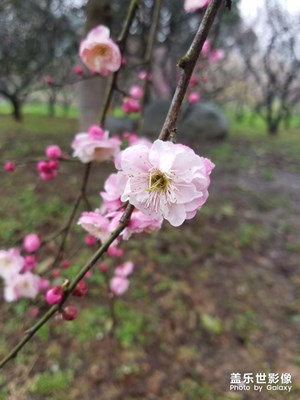 【这世界正美】+ 武汉梅花节