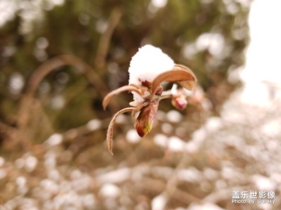 雪后