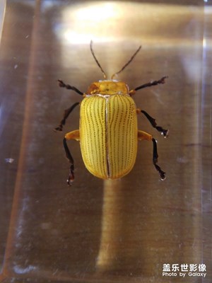 金甲虫