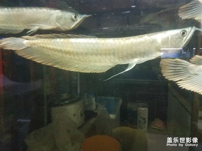 水族箱2