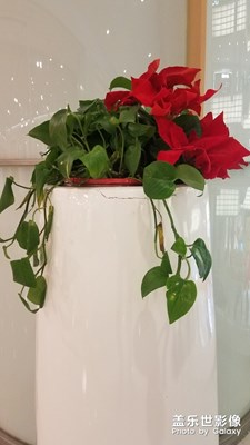 一桶红花