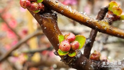 【春的畅享】-春雨贵如油，下得满街流