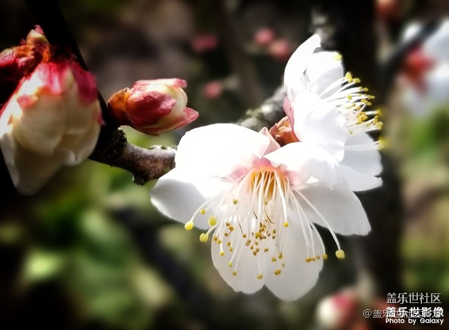 【每周精帖汇135期】Galaxy A8s独角精灵版上市啦