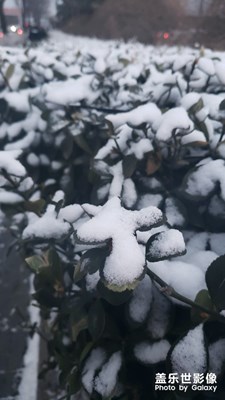 春雪