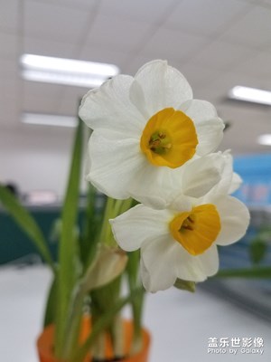 水仙
