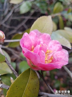 茶花