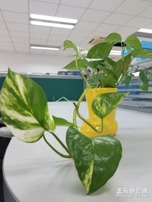 绿植