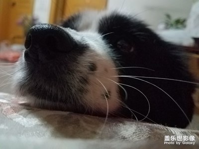 狗头