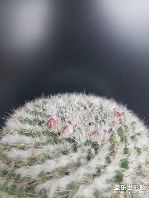 开花的仙人球
