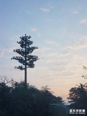 朝阳中的假树