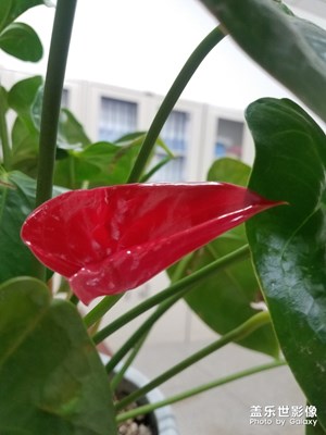 一朵小花