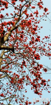 木绵花