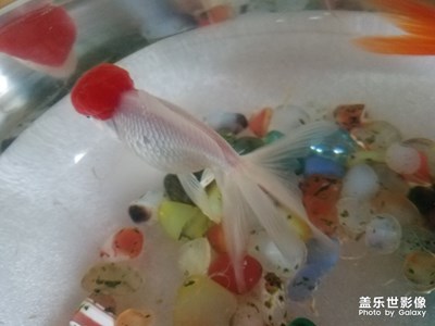 小白