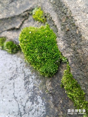 河堤边的青苔