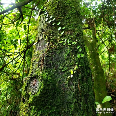 青苔与泉水