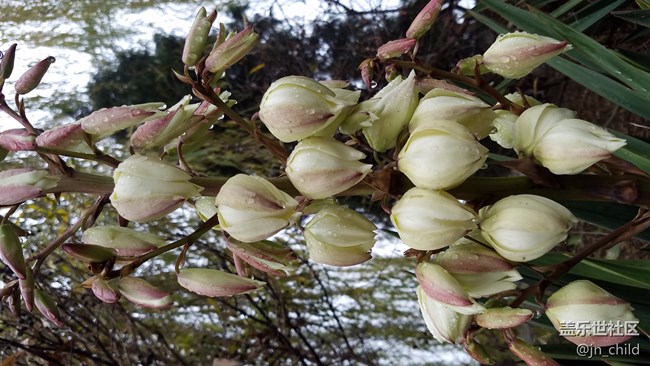 这个植物叫什么 ？