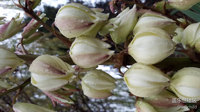 这个植物叫什么 ？