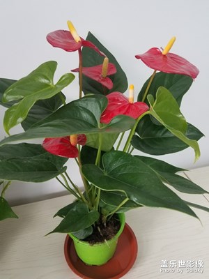 红掌