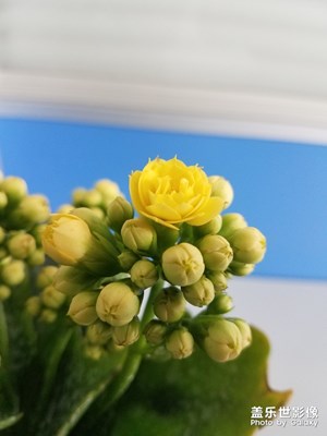 长寿花