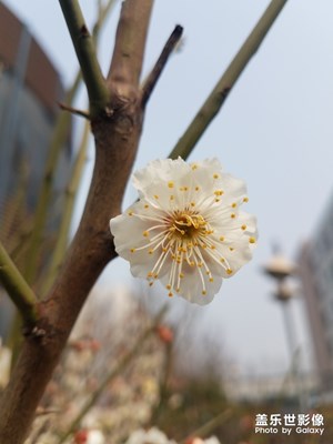 腊梅香自苦寒来