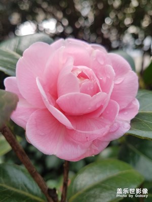 山茶花