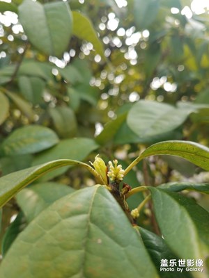 小桂花