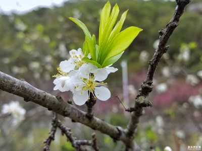 春暖花开