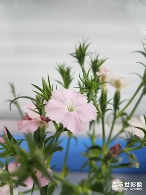 石竹