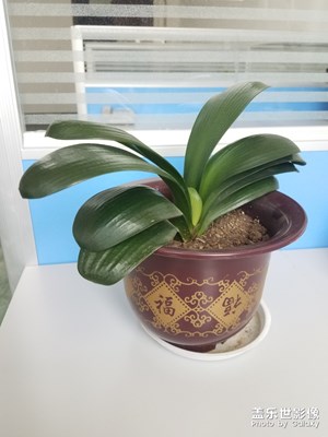 君子兰一盆