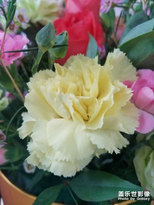 3.8插花