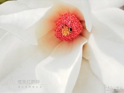 春季上妆时青纯白玉兰