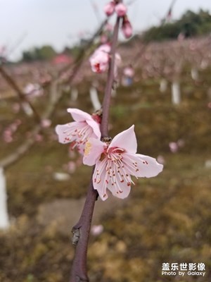 桃花