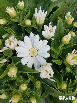 不知名的花