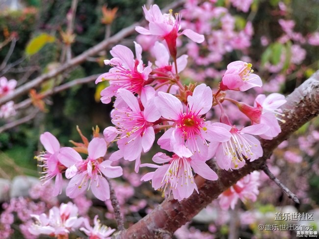 【每周精帖汇137】总裁也来参与Galaxy S10首销活动啦