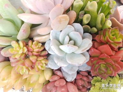 再来几个多肉