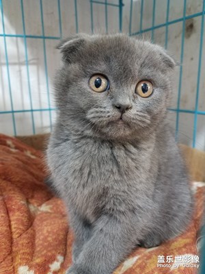 小折耳猫