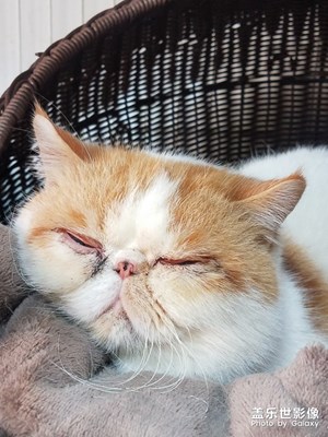 一只懒猫