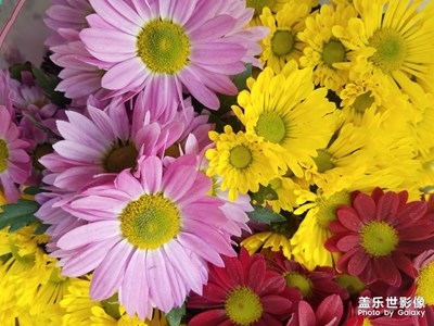 雏菊