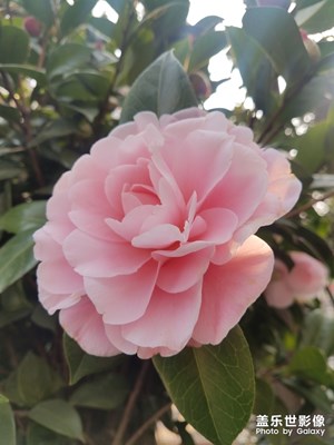 茶花