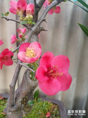 木瓜
