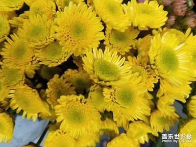 各色小花